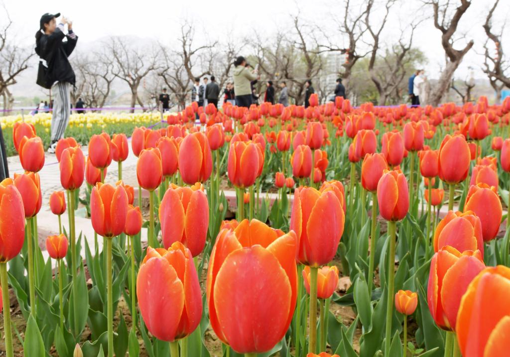 Flores de tulipanes florecen en Yongjing, Gansu