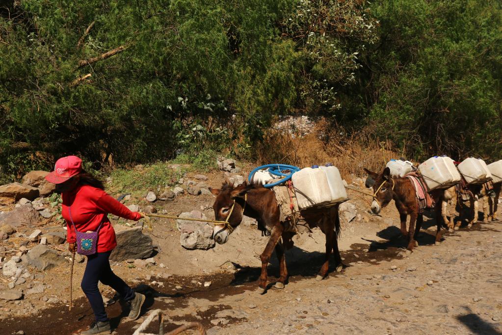 Acarrean agua potable en contenedores sobre burros en la Ciudad de México