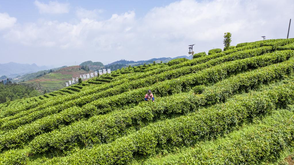 Guizhou: Agricultores recolectan hojas de té