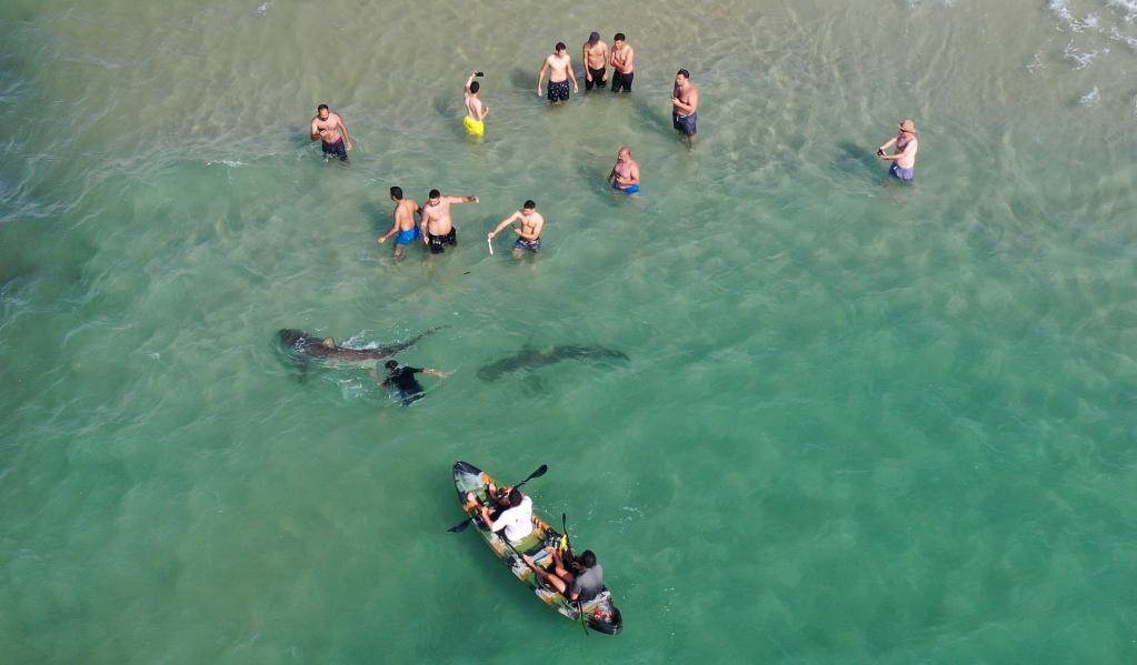 Israelíes se bañan junto a tiburones en mar Mediterráneo