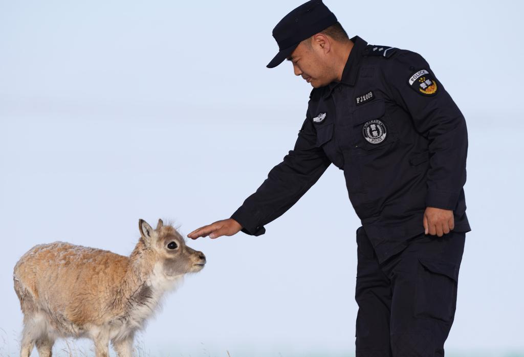 Protección de animales salvajes en Reserva Natural Hoh Xil en Qinghai