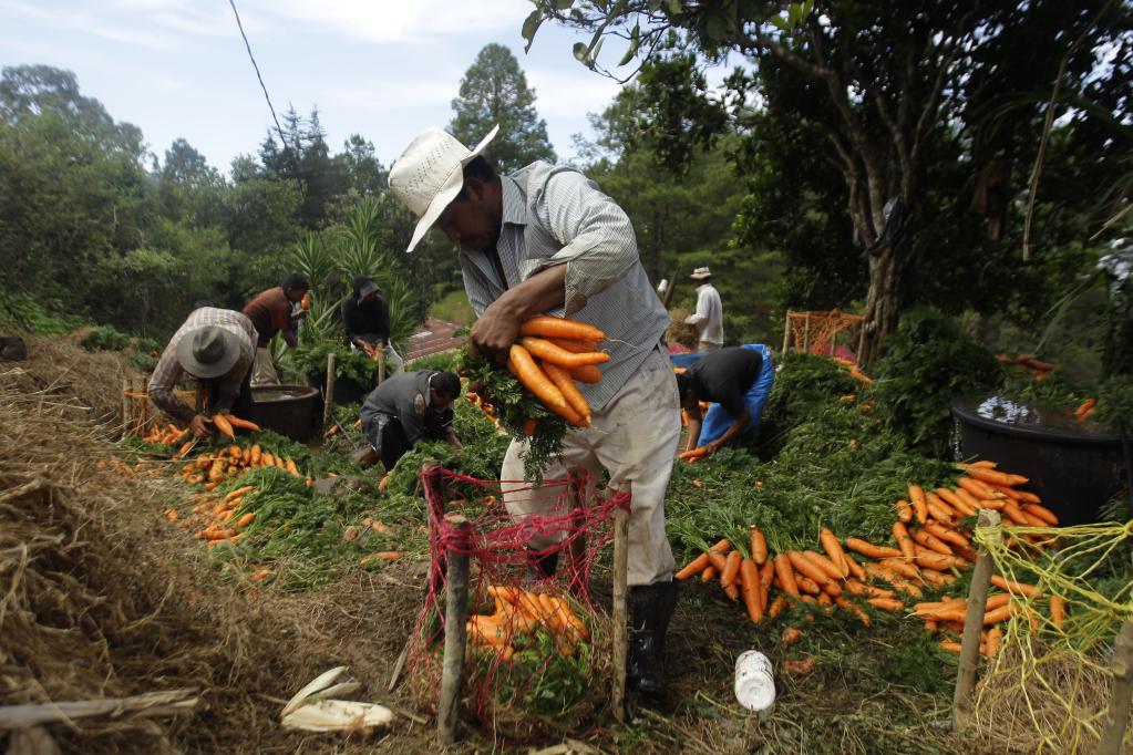 Campesinos trabajan en cosecha de zanahorias en Honduras