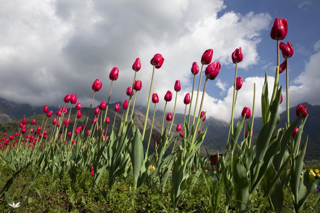 Tulipanes florecientes en un jardín en Srinagar