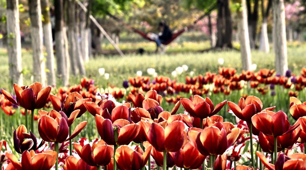 Beijing: Ciudadanos disfrutan del paisaje de flores frente al río Yongding