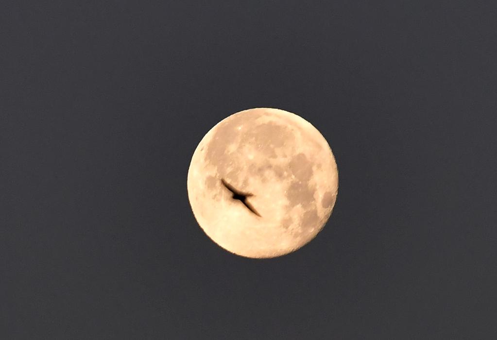 Ave vuela frente a la Luna en Damasco, Siria