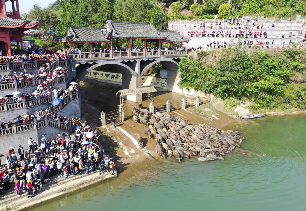 Paisaje del ganado moviéndose hacia pastizales para pastar a través del río Jialing se vuelve popular entre turistas