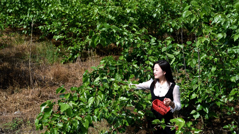 Turistas recolectan moras en un huerto en distrito de Feixi, Anhui
