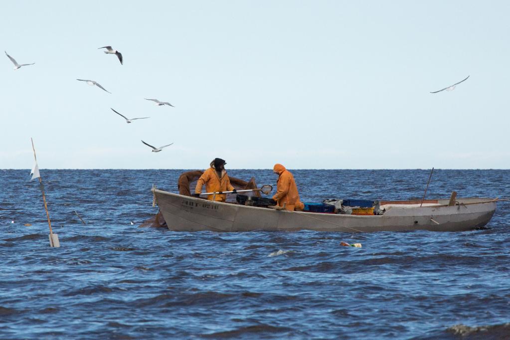 Rusia: Pescadores atrapan peces en lago Ládoga