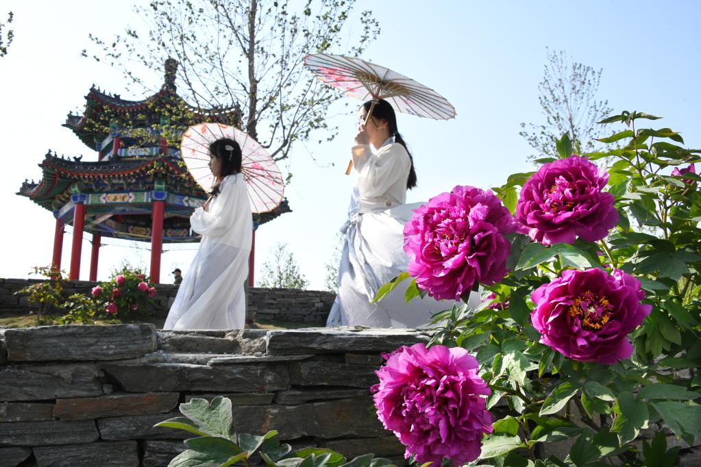 Visitantes disfrutan de flores de peonía en un parque industrial de peonías en Qingdao, Shandong