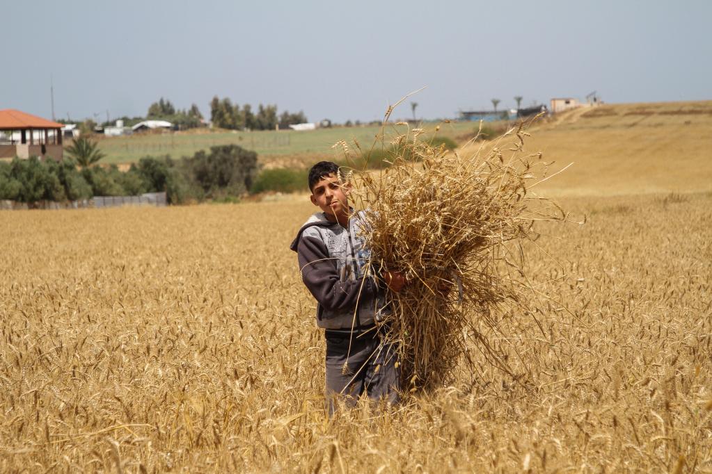 Hombre cosecha trigo en el centro de la Franja de Gaza