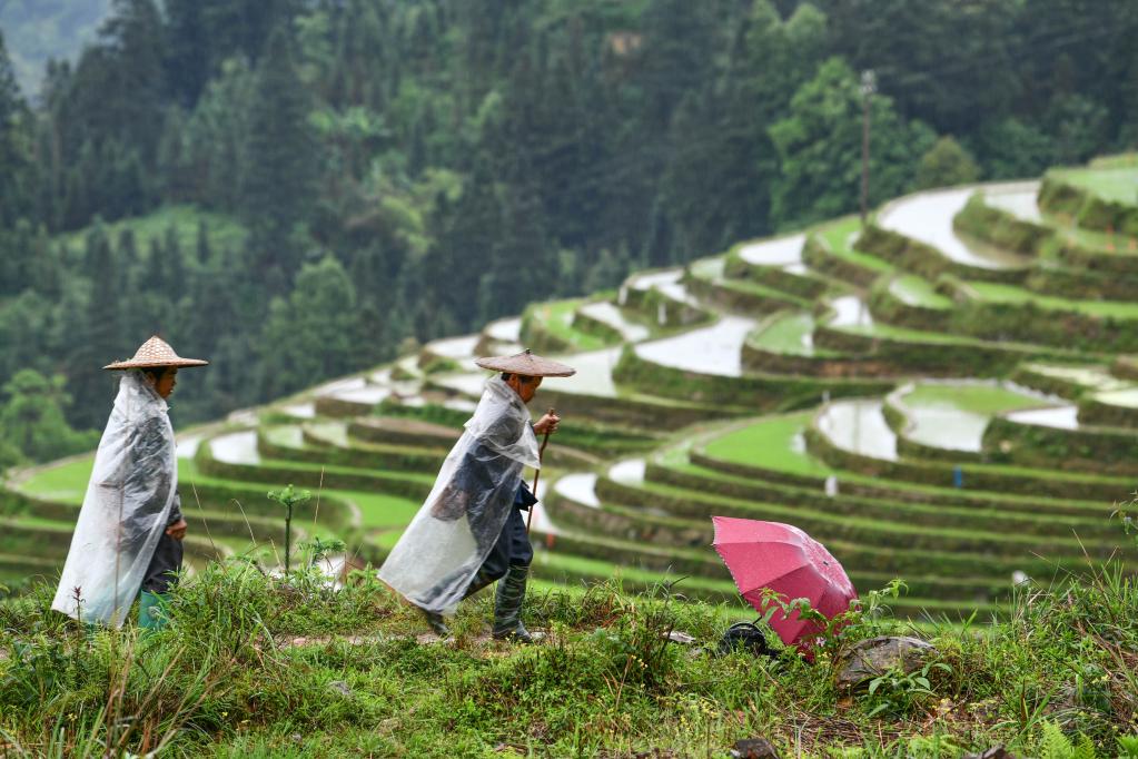 Campos en terrazas en Congjiang, Guizhou