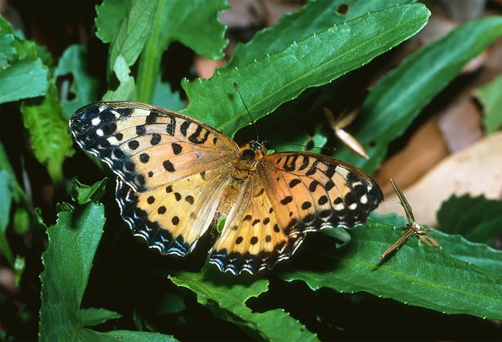 Científicos identifican 26 especies y subespecies de mariposas australianas en gran riesgo de extinción