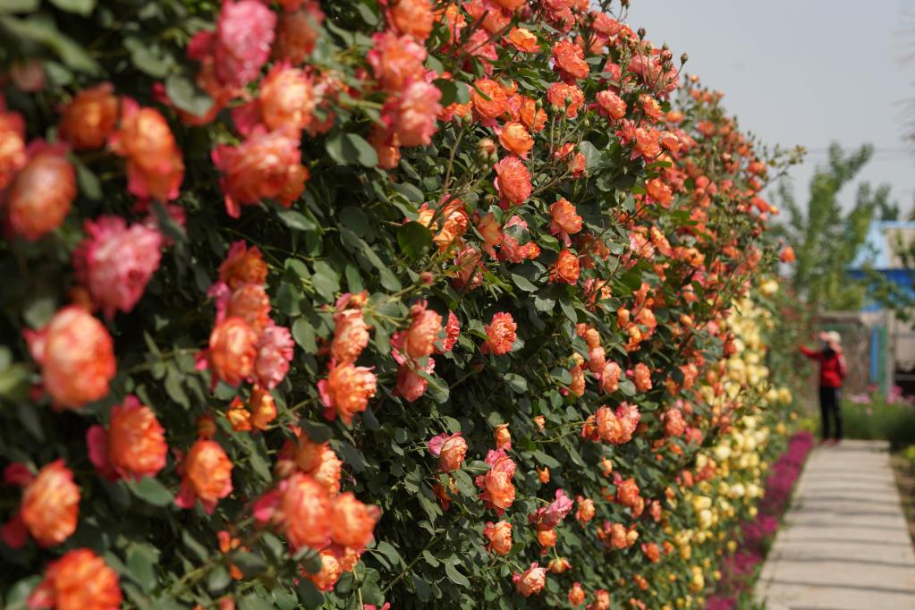 Campo de rosas chinas en Xingtai, Hebei
