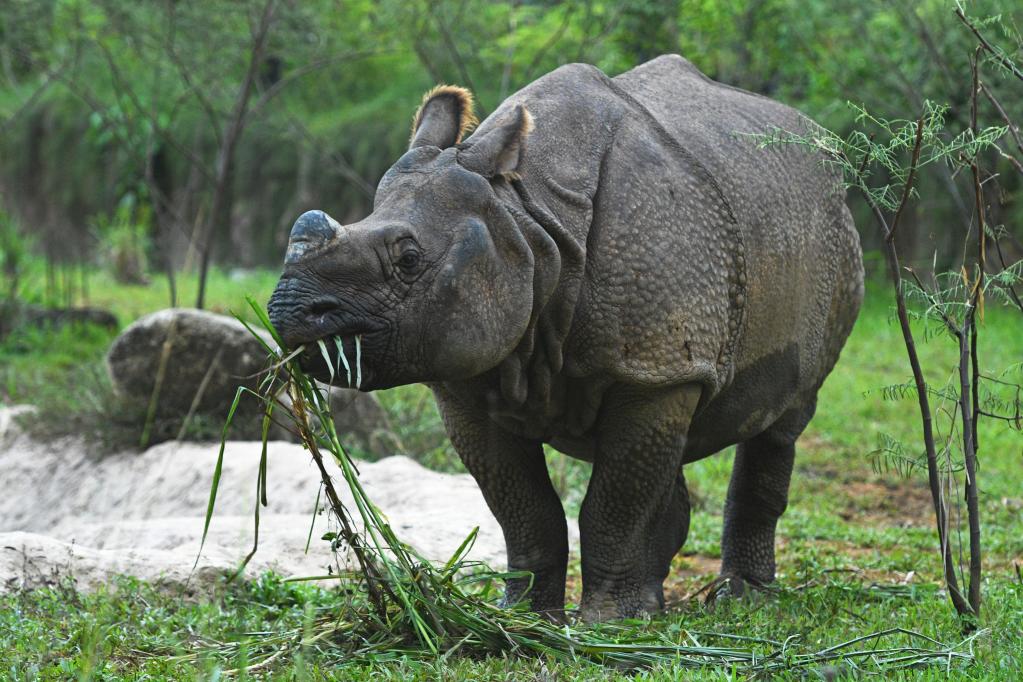 Rinoceronte indio pasta en el Safari Nocturno de Singapur