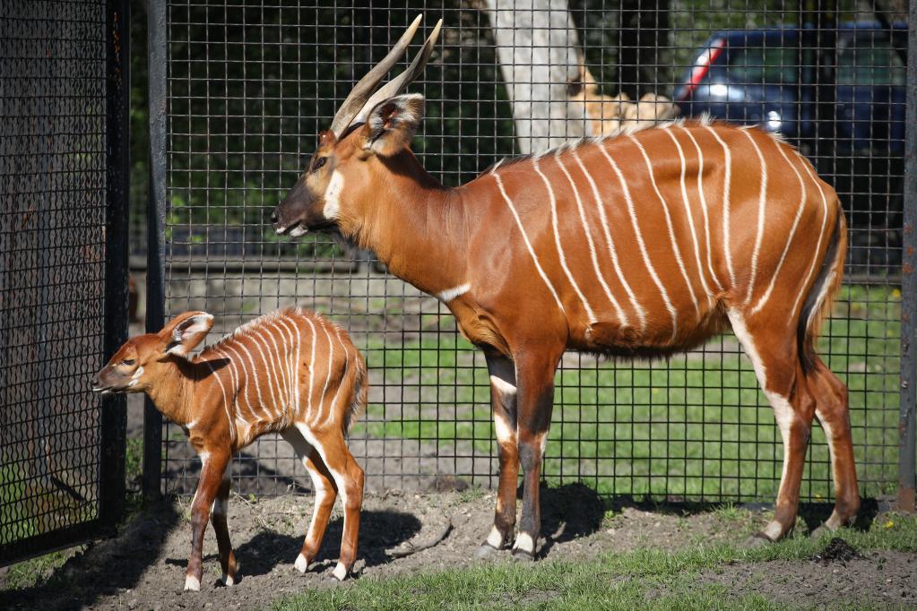 Cría de bongo con su madre en el Zoológico de Varsovia
