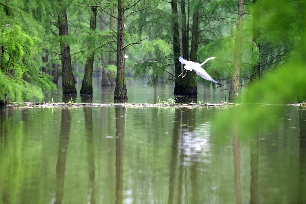 Aves en Parque Nacional de Humedales del Lago Chishan en Anhui