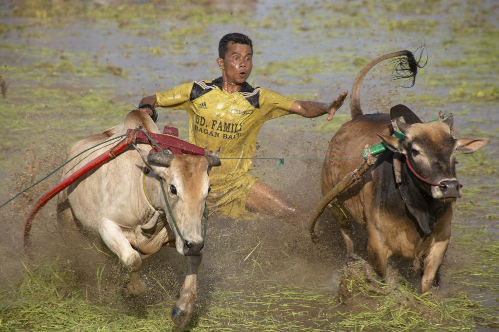 Tradicional carrera de vacas Pacu Jawi en Indonesia