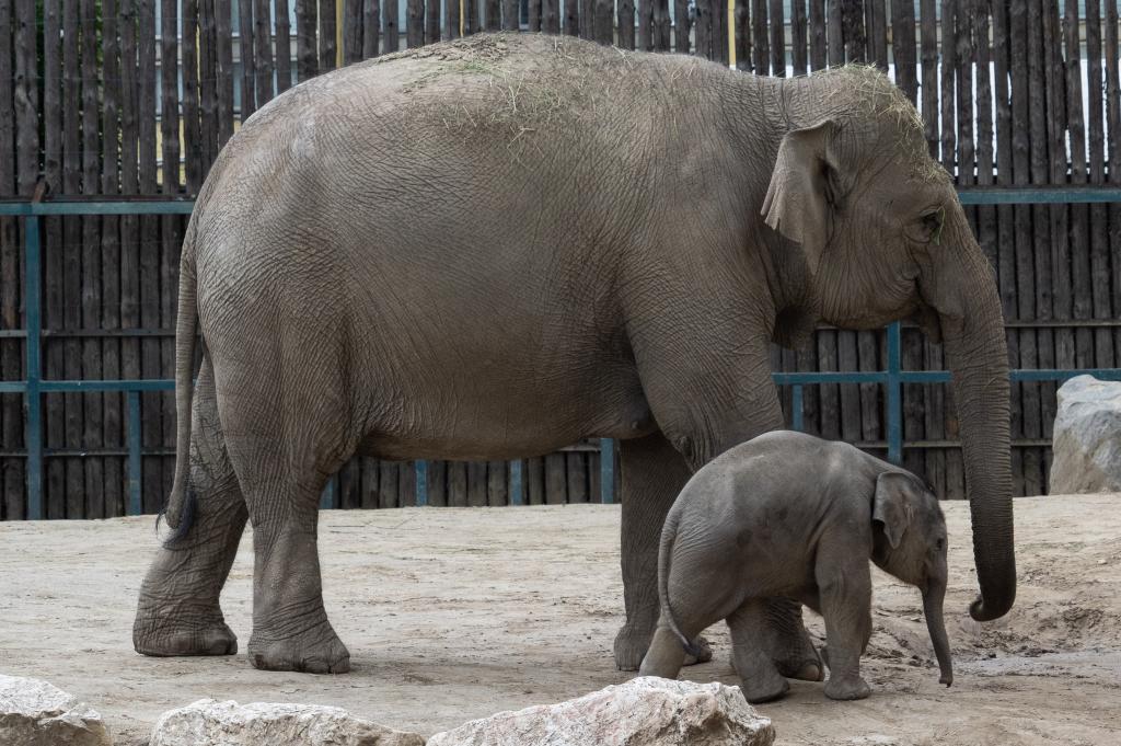 Bebé elefante asiático recién nacido en Zoológico de Budapest