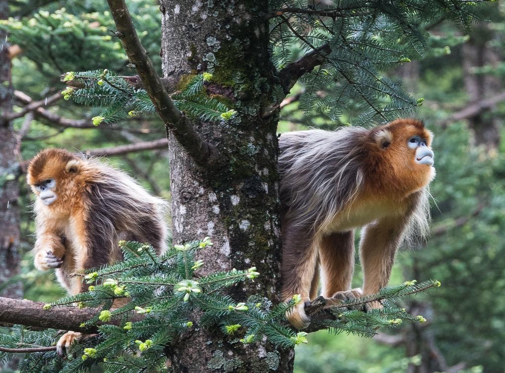 Hubei: Monos dorados en Parque Nacional de Shennongjia
