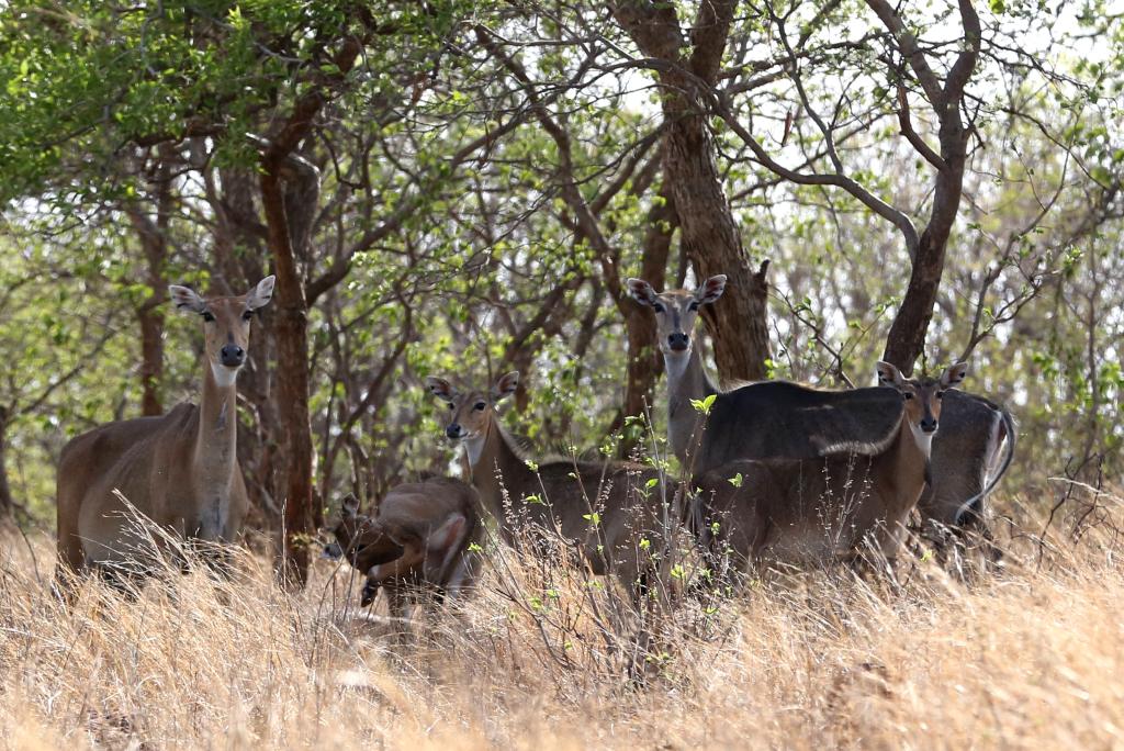Una manada de ciervos en el Parque Nacional Van Vihar, India