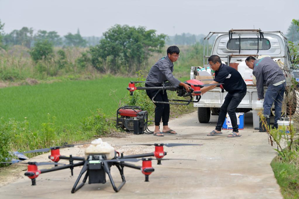 Agricultores llevan a cabo trabajos de protección de cultivos mediante drones en Nanchang, Jiangxi