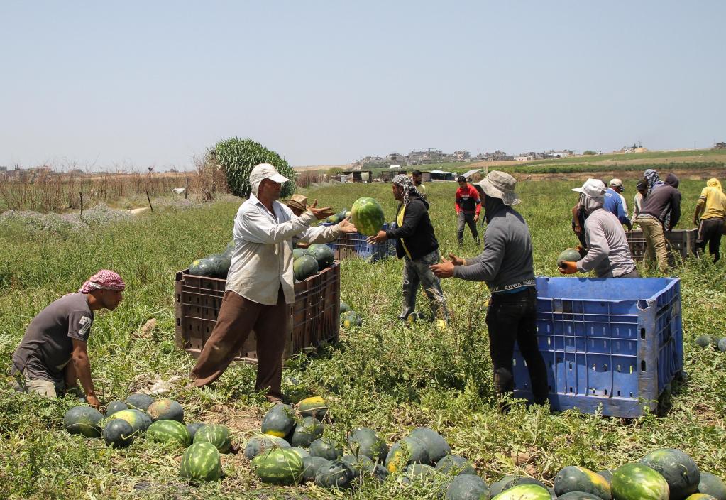 Agricultores palestinos cosechan sandías en el norte de la Franja de Gaza