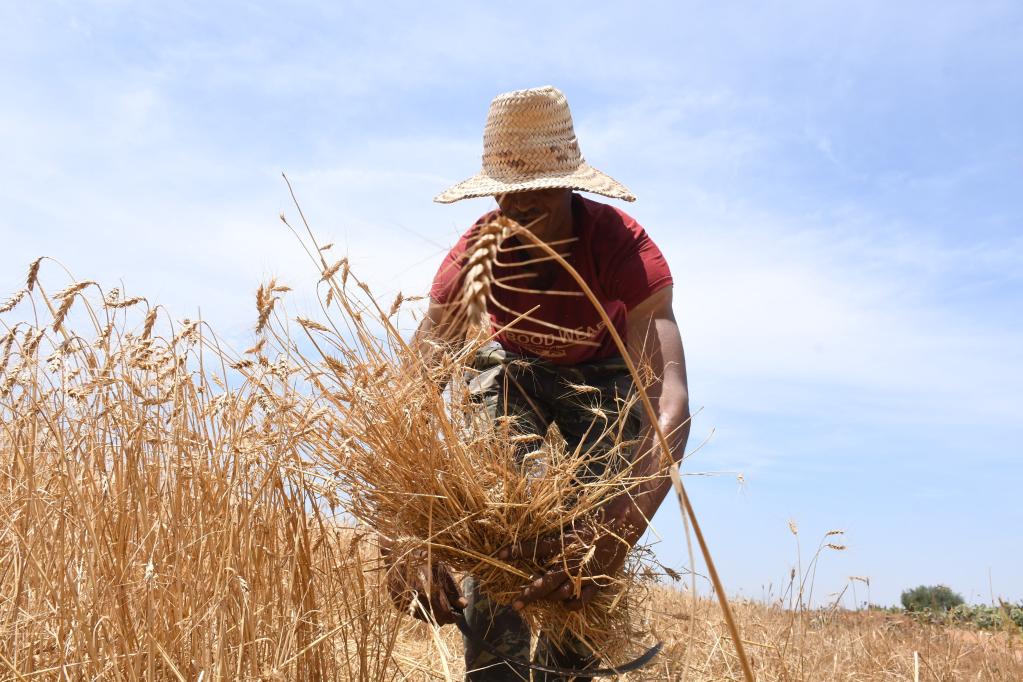 Agricultores cosechan trigo en Bouznika, Marruecos