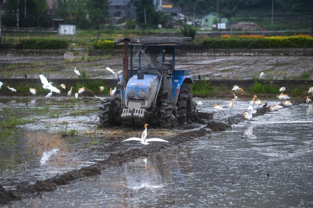 Zhejiang: Agricultores en poblado de Yushan comienzan a plantar plántulas en campos