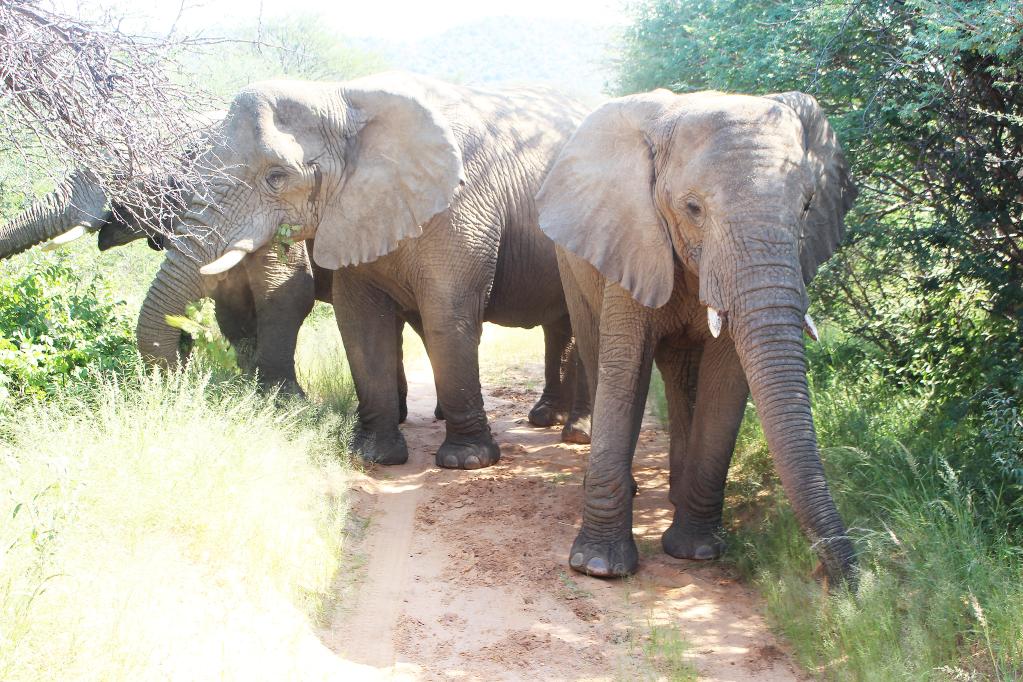 Elefantes en Omaruru, Namibia