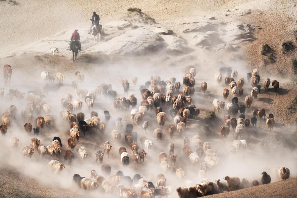 Xinjiang: Pastores de la etnia kazaja trasladan su ganado a los pastos de verano