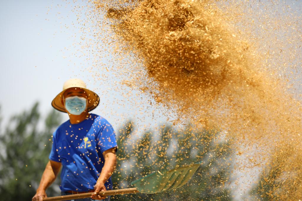 Cosecha de trigo en distrito de Suixi, Anhui