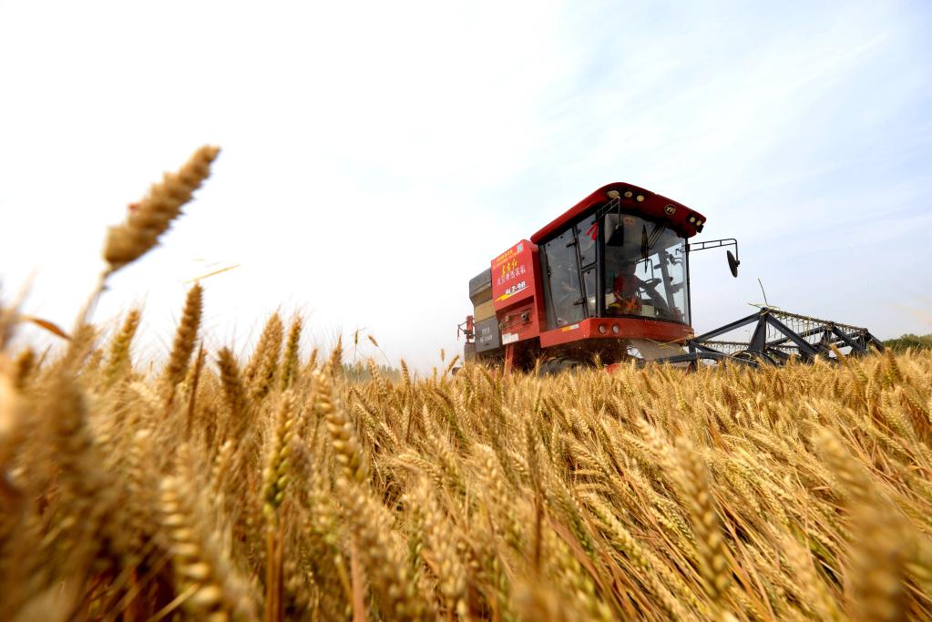 Máquinas agrícolas cosechan trigo en un campo en Hebei