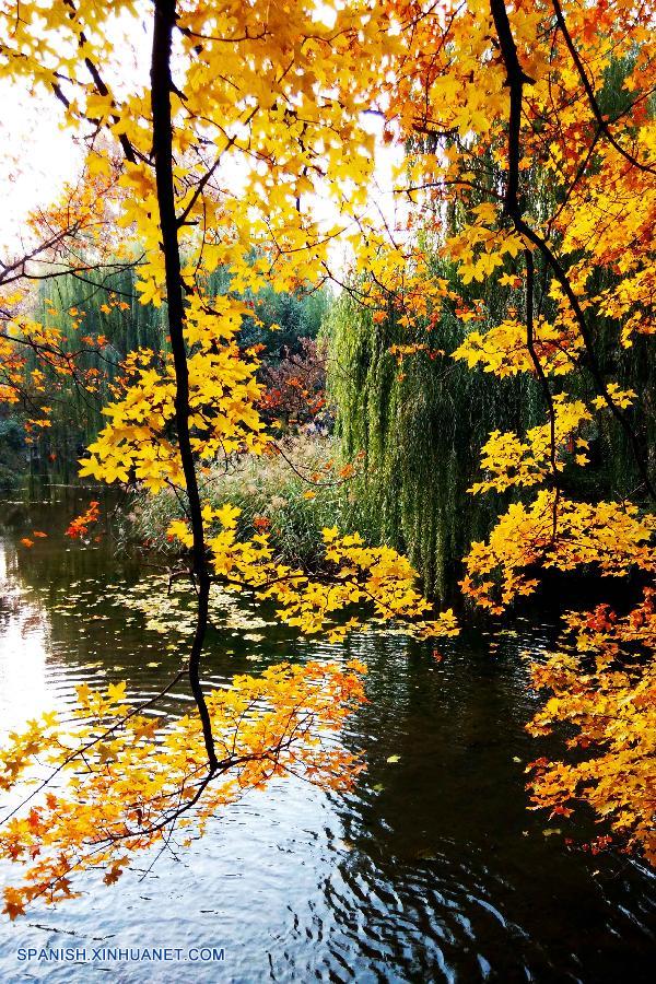 Shandong: Bello paisaje de parque Baotuquan en otoño