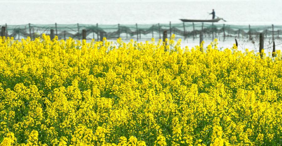 Bello paisaje de flores de colza en sur de China