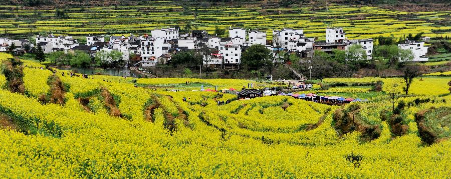 Bello paisaje de flores de colza en sur de China