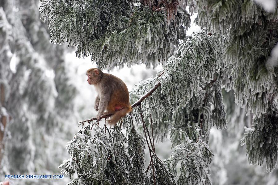 Hunan: Bello paisaje de Zhangjiajie en invierno