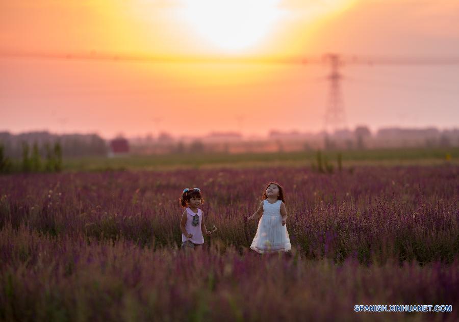 Ni&ntilde;as jugaron en un campo de lavanda en Hohhot, capital de la regi&oacute;n aut&oacute;noma de Mongolia Interior, en el norte de China,el 9 de agosto. Lavandas de unos 200 mu (13,3 hect&aacute;reas) est&aacute;n en plena floraci&oacute;n.  
