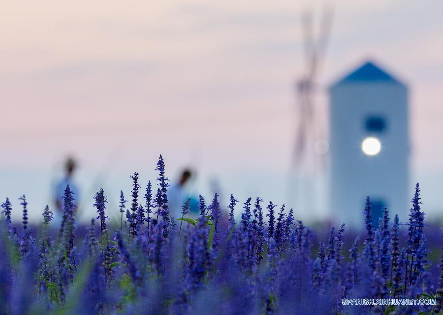 Ni&ntilde;as jugaron en un campo de lavanda en Hohhot, capital de la regi&oacute;n aut&oacute;noma de Mongolia Interior, en el norte de China,el 9 de agosto. Lavandas de unos 200 mu (13,3 hect&aacute;reas) est&aacute;n en plena floraci&oacute;n.  