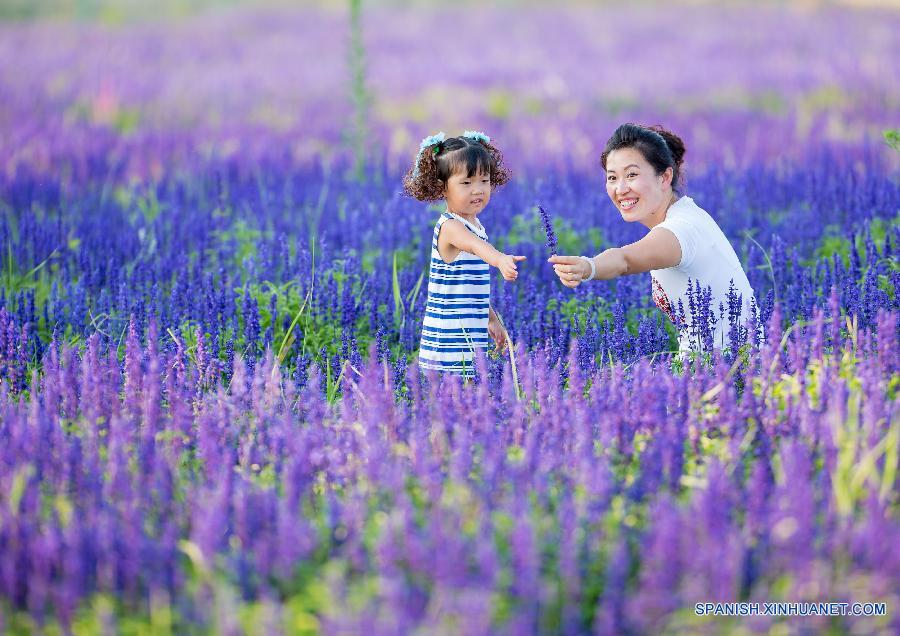 Ni&ntilde;as jugaron en un campo de lavanda en Hohhot, capital de la regi&oacute;n aut&oacute;noma de Mongolia Interior, en el norte de China,el 9 de agosto. Lavandas de unos 200 mu (13,3 hect&aacute;reas) est&aacute;n en plena floraci&oacute;n.  
