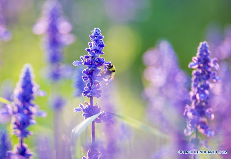 Ni&ntilde;as jugaron en un campo de lavanda en Hohhot, capital de la regi&oacute;n aut&oacute;noma de Mongolia Interior, en el norte de China,el 9 de agosto. Lavandas de unos 200 mu (13,3 hect&aacute;reas) est&aacute;n en plena floraci&oacute;n.  
