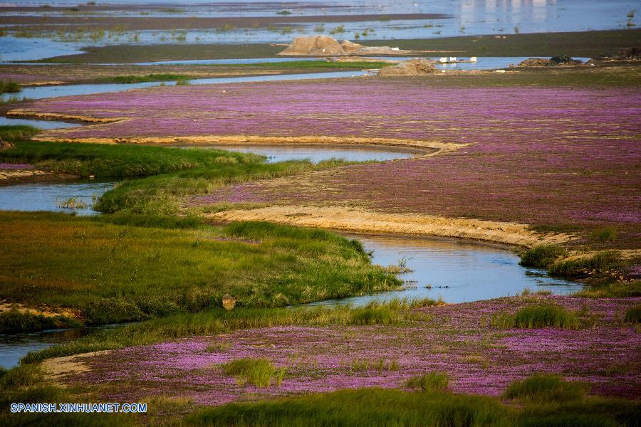 Jiangxi: Bello paisaje en Humedal Duchang de Lago Poyang