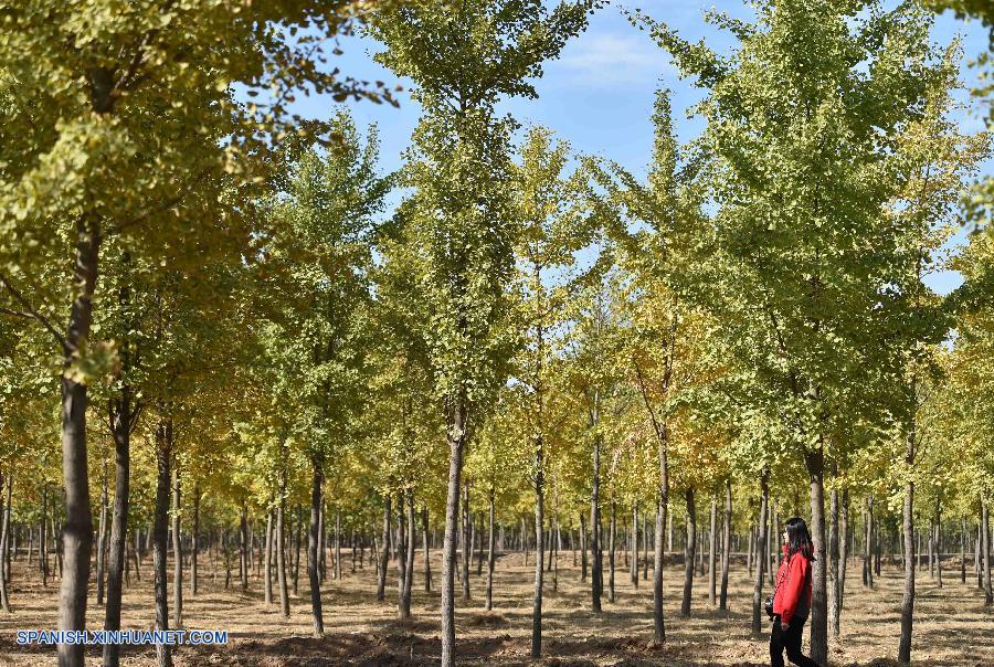 Shandong: Bello paisaje de hojas de ginkgo en Jinan