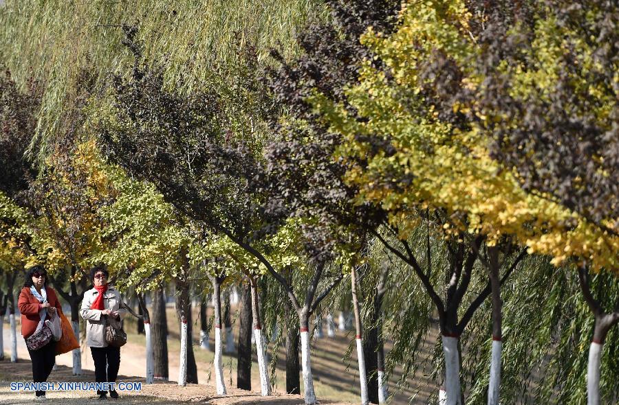 Shandong: Bello paisaje de hojas de ginkgo en Jinan