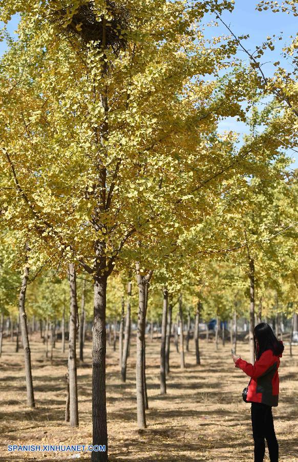 Shandong: Bello paisaje de hojas de ginkgo en Jinan