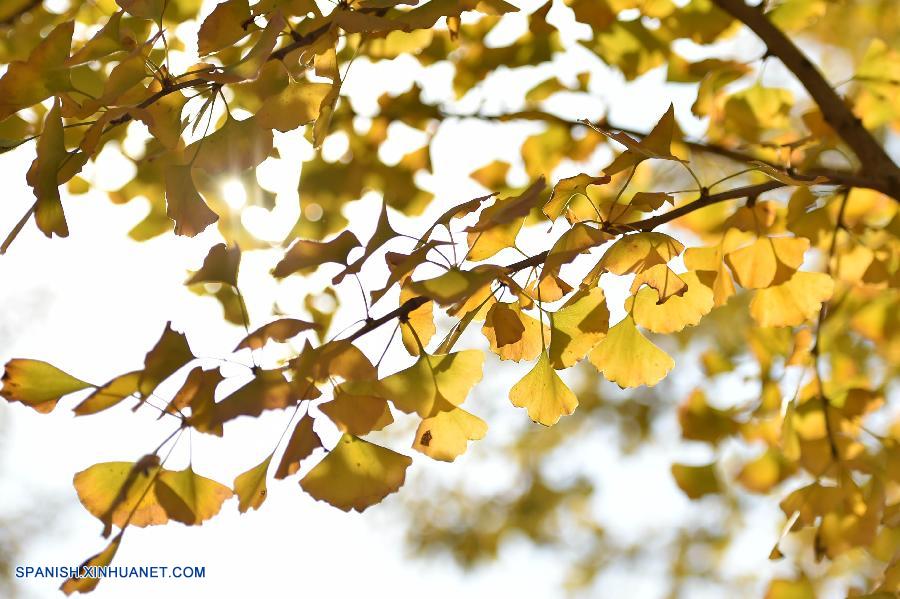 Shandong: Bello paisaje de hojas de ginkgo en Jinan