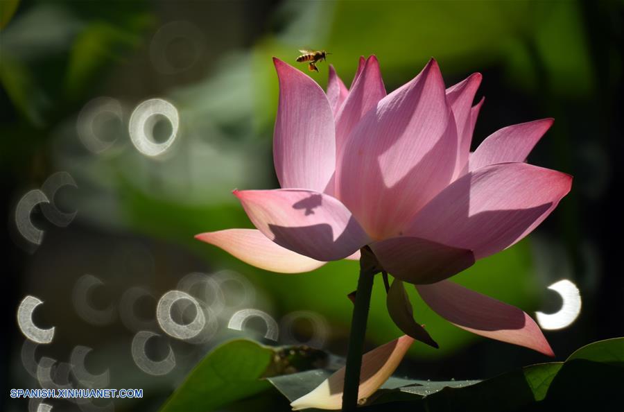 Taiwan: campo de loto en el Museo del Palacio de Taipei