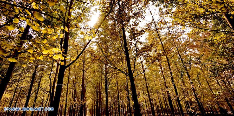 Beijing: Paisaje de árboles ginkgo en villa de Zhanggezhuang