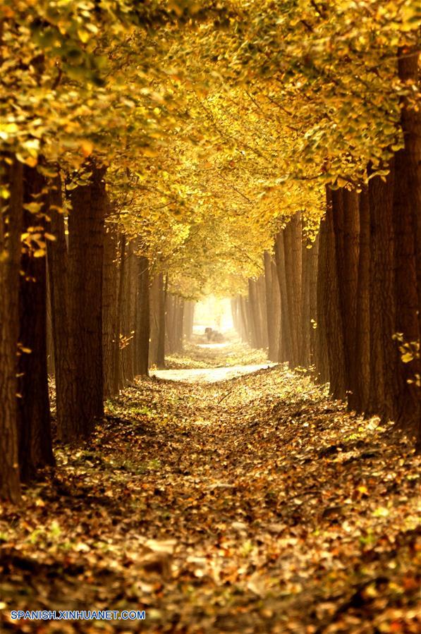 Beijing: Paisaje de árboles ginkgo en villa de Zhanggezhuang