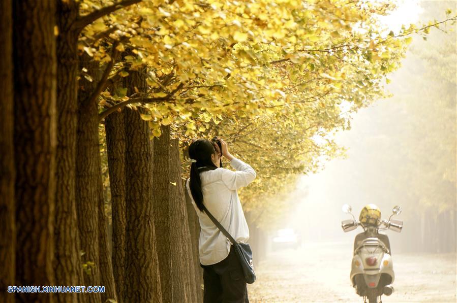 Beijing: Paisaje de árboles ginkgo en villa de Zhanggezhuang