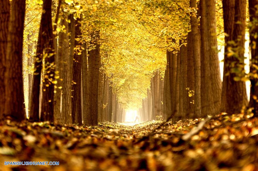 Beijing: Paisaje de árboles ginkgo en villa de Zhanggezhuang